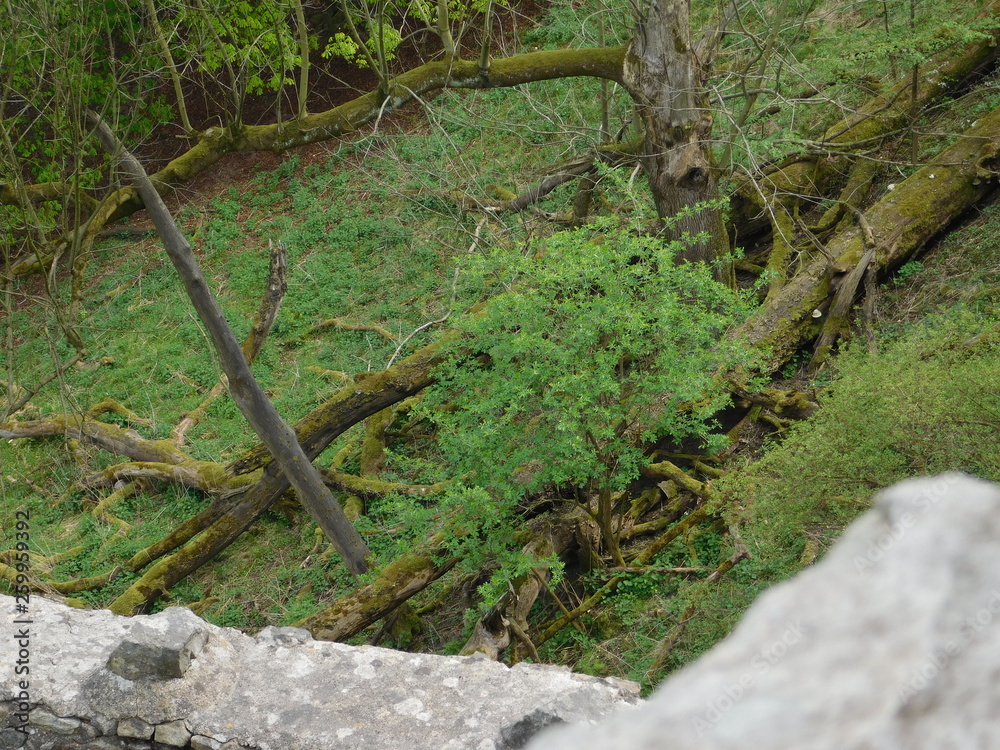 Fototapeta premium nature