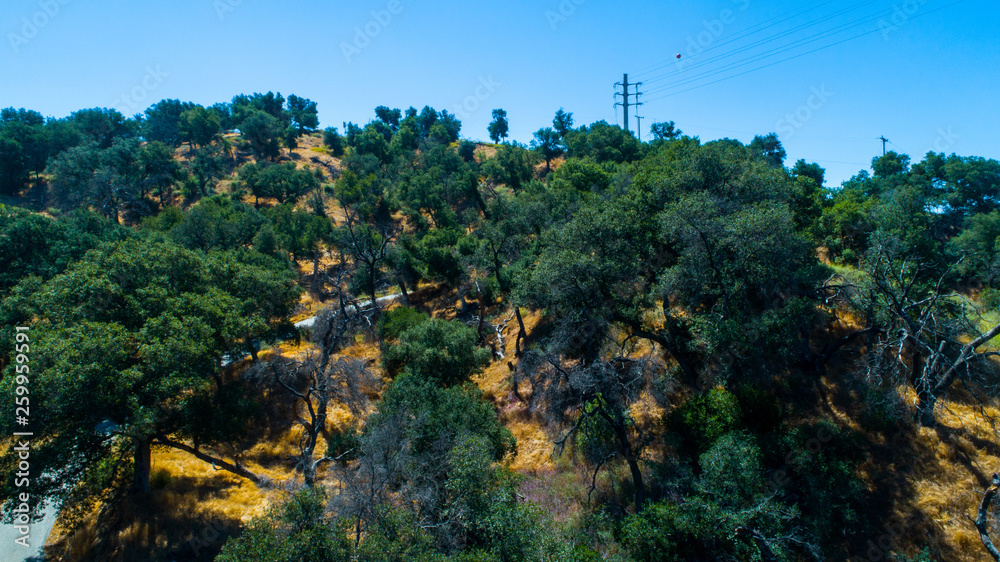 California Roadside Forest Hills