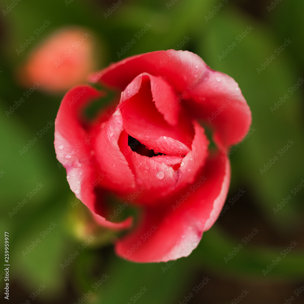 tulips with water drops on it