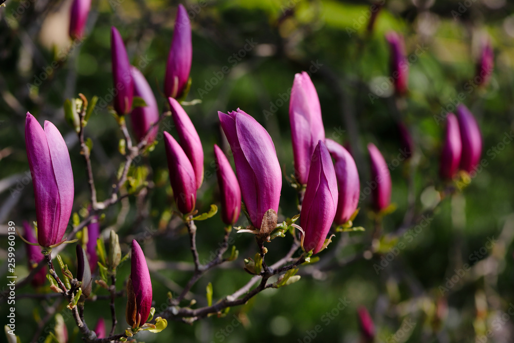 Branch of siebolds magnolia tree in the spring garden Branch of siebolds magnolia tree in the spring garden