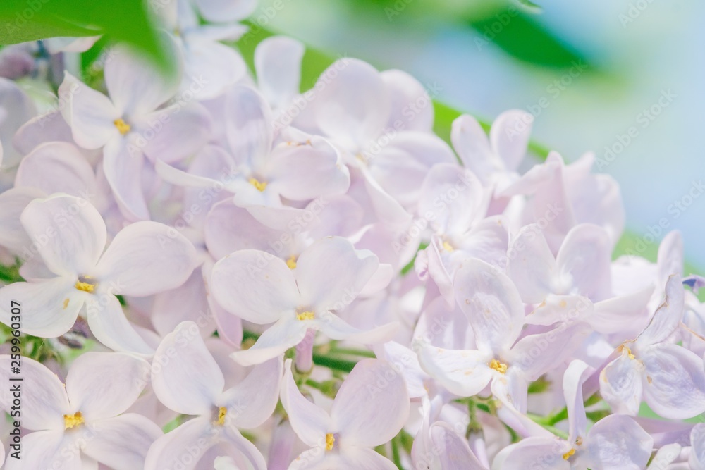 lilac branch blossoming flower background, field. lilac branch blossoming flower background, field.