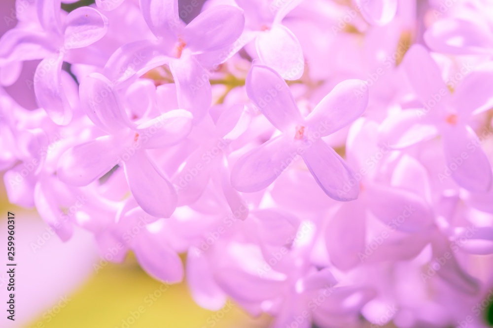 lilac branch blossoming flower background,  plant summer.
