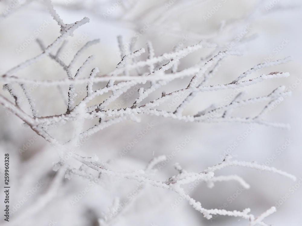 Obraz premium OLYMPUS DIGITAL CAMERA