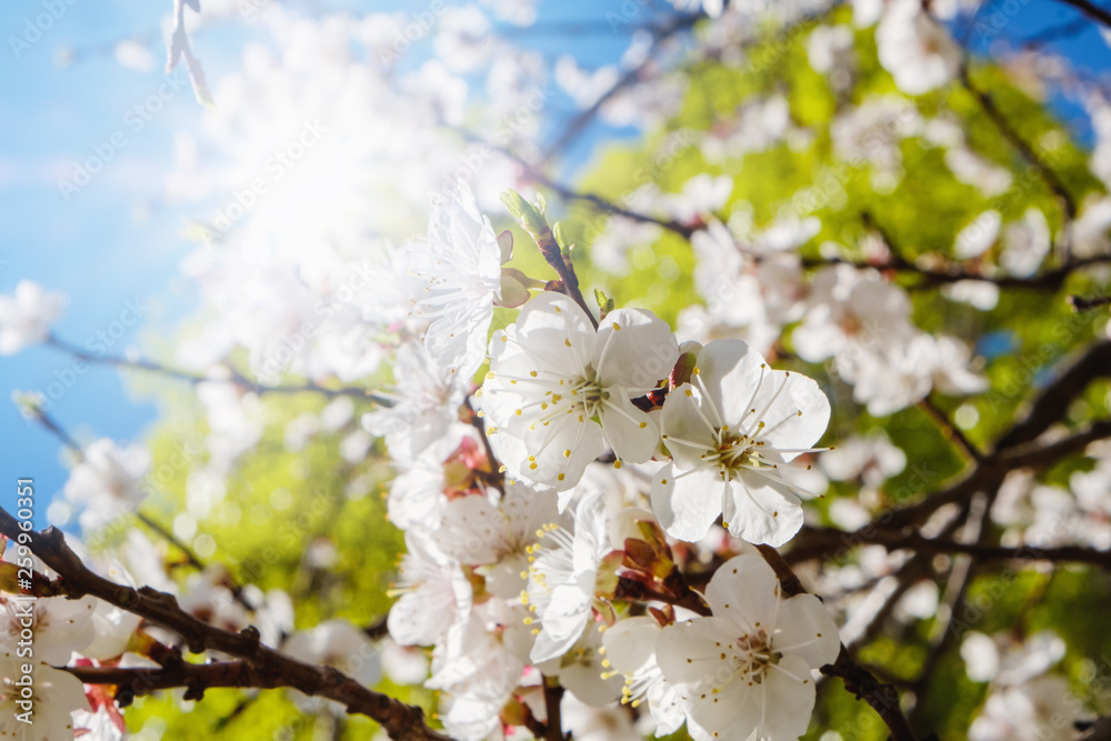 Obraz premium White cherry blossoms in spring sun with sky background
