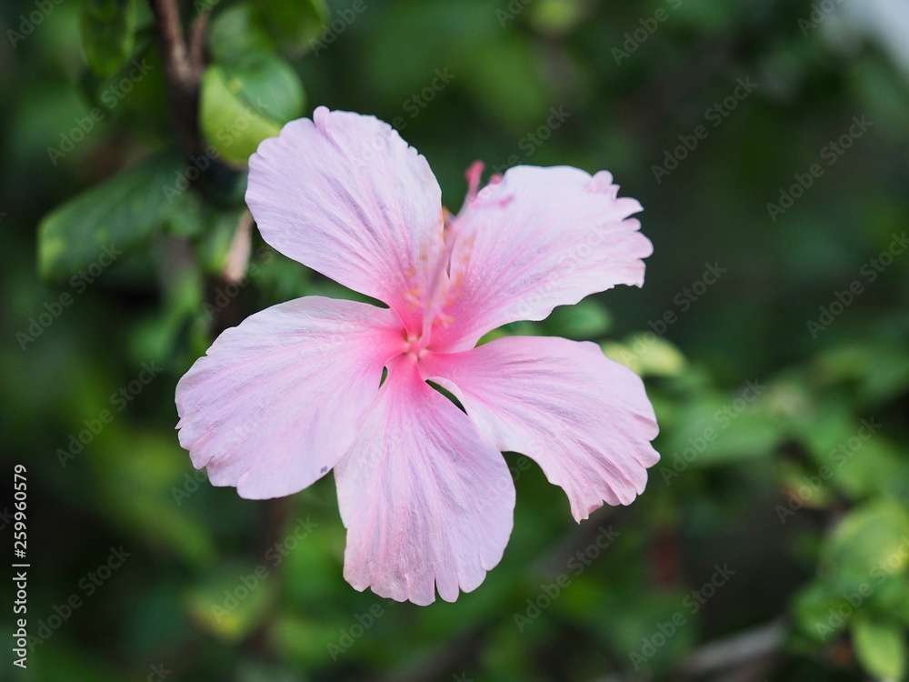 Fototapeta premium OLYMPUS DIGITAL CAMERA