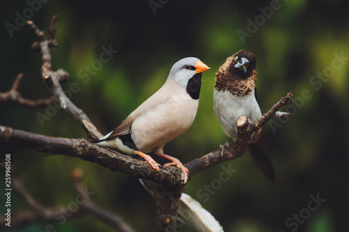 Two beautiful birds Amadins are sitting on the green leaves of a tree branch. Close-up