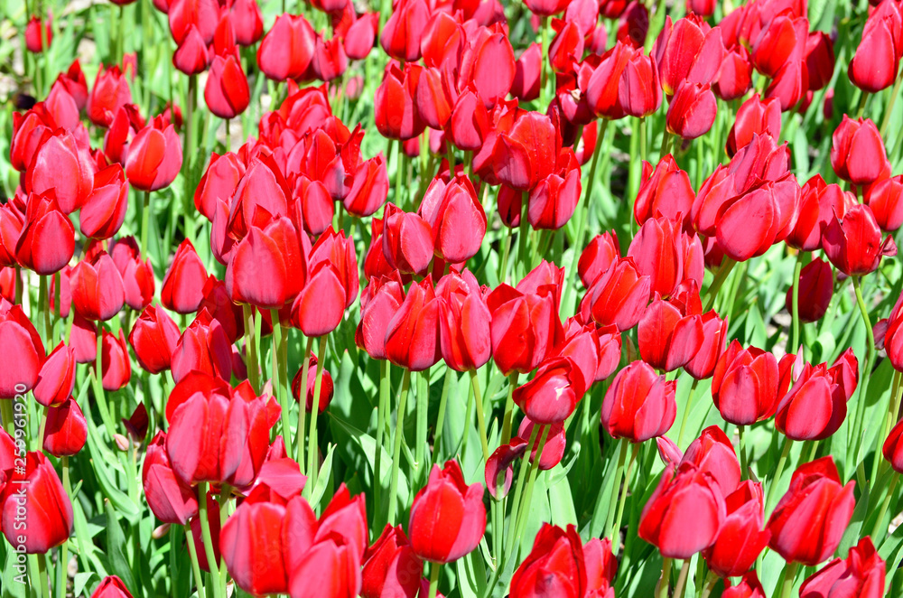 Bright fresh red tulips bloom in the spring flowerbed, spring flowers