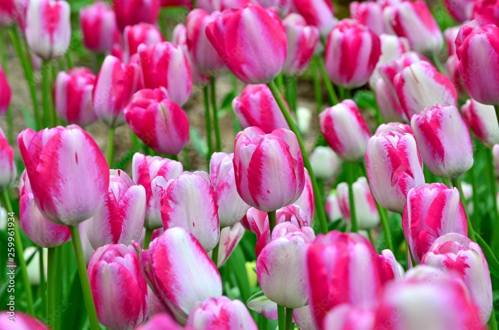 Fototapeta premium Beautiful pink tulips on a bed in the spring afternoon, a symbol of spring, Easter flower