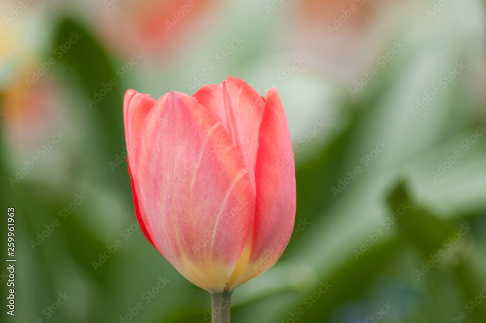 Closeup of living coral tulips in urban park Closeup of living coral tulips in urban park