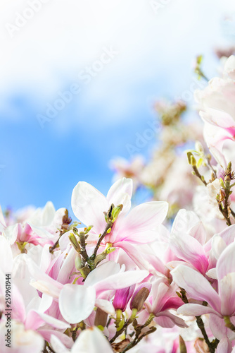 Light Pink Magnolia Tree in English Garden