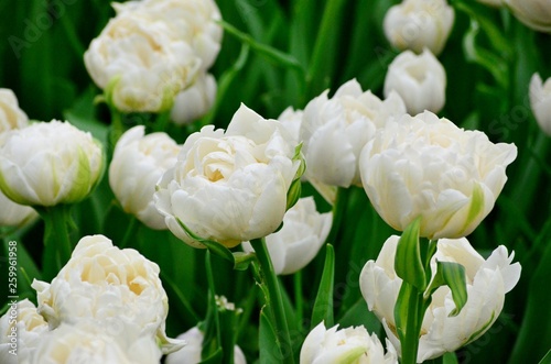 Charming white tulips bloom on a city flower bed on a spring sunny day