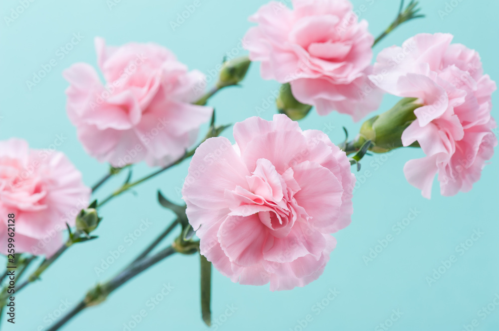 Fototapeta premium pink carnations on mint green background