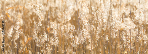 Closeup of sunny backlit hay panoramic background