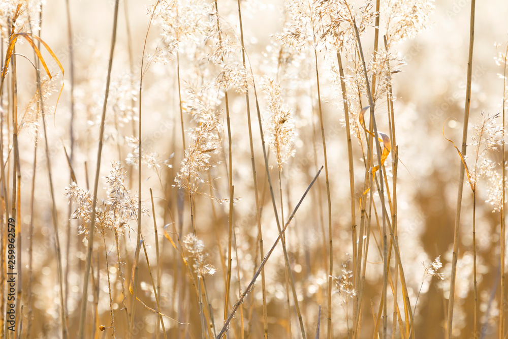 Closeup of sunny backlit reed background - obrazy, fototapety, plakaty 