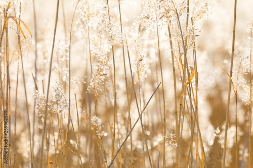 Closeup of sunny backlit reed background