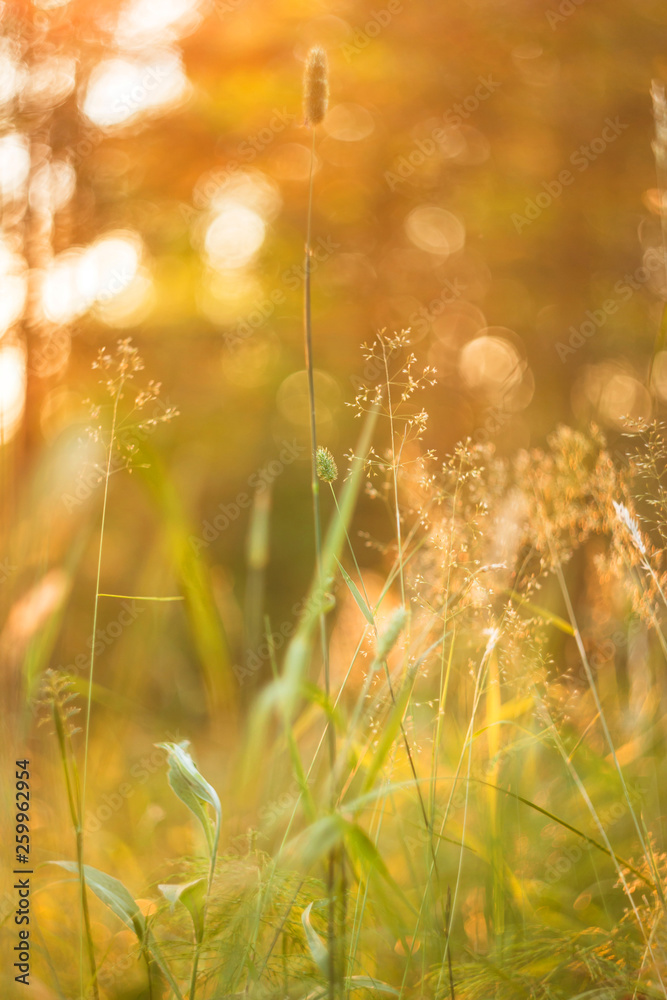 Abstract bokeh blurred nature background with wild grass and plants in sunlight