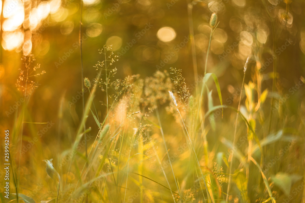 Abstract bokeh blurred nature background with wild grass and plants in sunlight