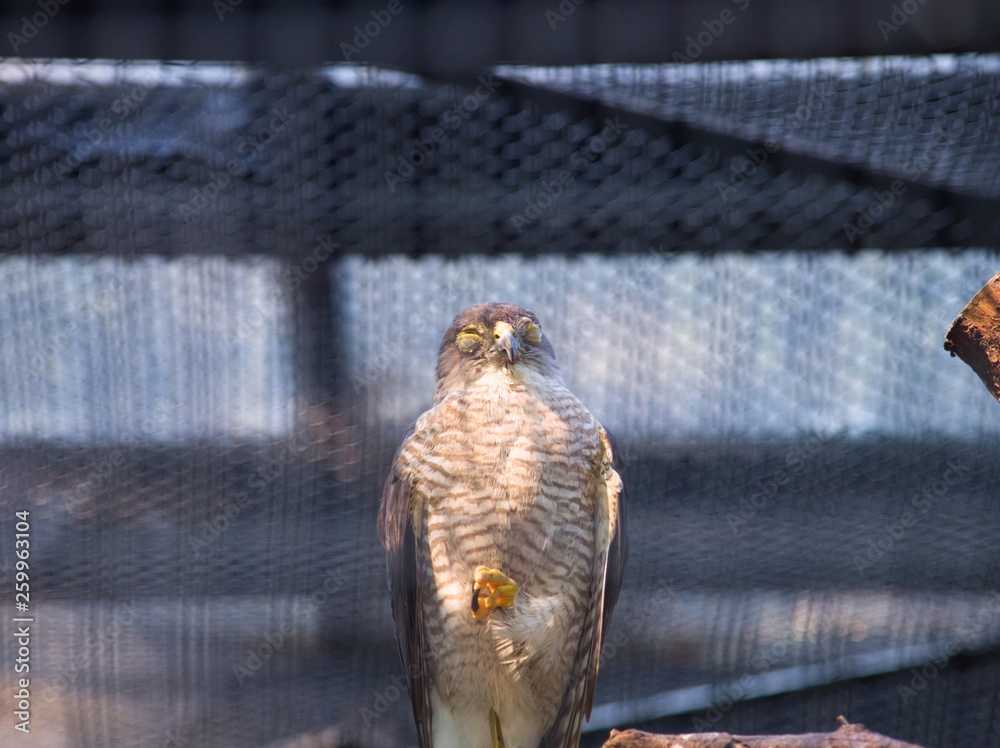 bird of prey