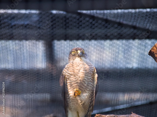 bird of prey