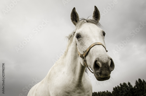 lipizzaner horse