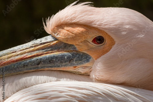 Pelican closeup photo