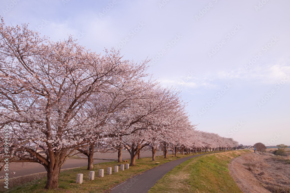 宇都宮市　鬼怒川沿いの桜提