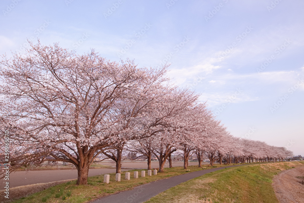 宇都宮市 鬼怒川沿いの桜提 宇都宮市 鬼怒川沿いの桜提