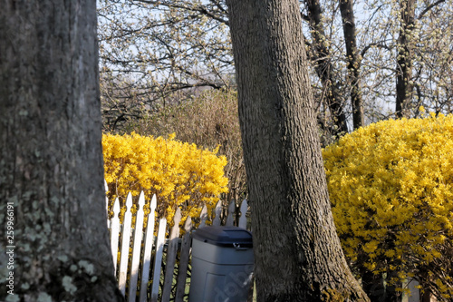 spring flowers