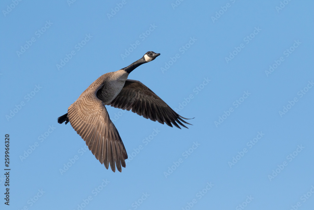 Obraz premium Canada goose (Branta canadensis) flying in blue sky, Iowa, USA.