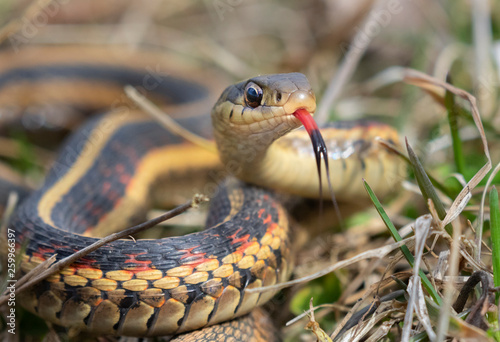Common garter snake (Thamnophis sirtalis) with tongue out, Iowa, USA.