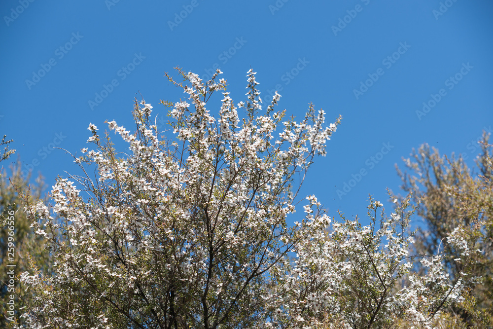 flowering plant in the myrtle family New Zealand manuka flowering plant in the myrtle family New Zealand manuka