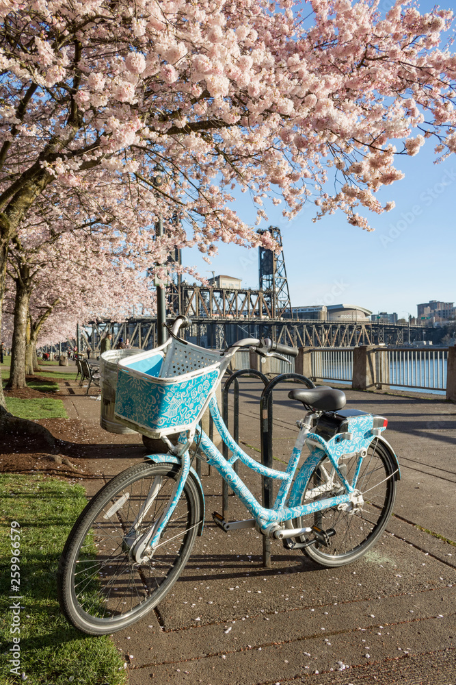 Blue bicycle, pink cherry blossoms and Steel Bridge in background, Portland Waterfront, Oregon