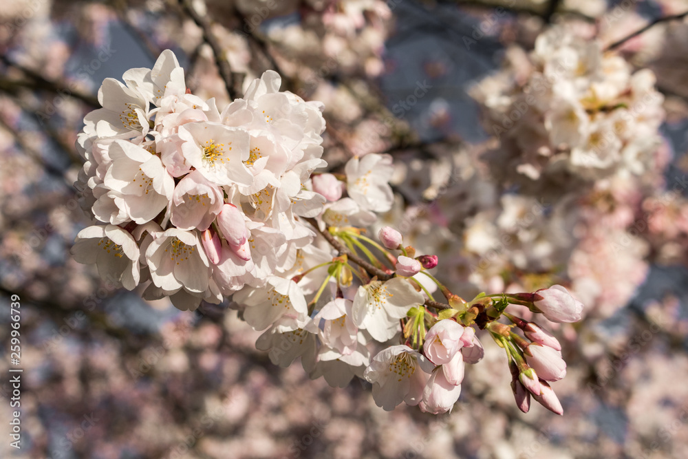 Cherry blossoms in Tom McCall Waterfront Park, Portland, Oregon Cherry blossoms in Tom McCall Waterfront Park, Portland, Oregon