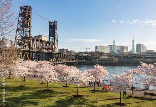 Fototapeta Cherry blossoms on Portland Waterfront, with Steel Bridge and Portland Conventio