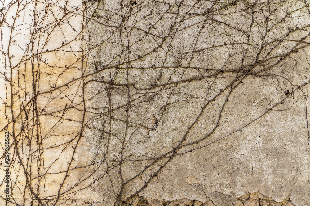 Stone background with vines Stone background with vines