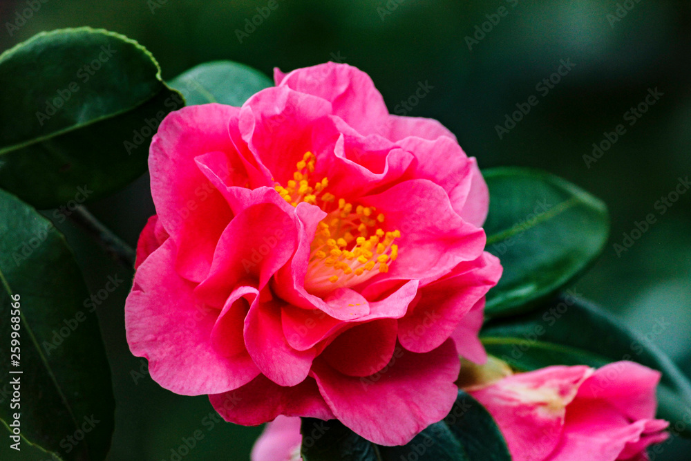 A beautiful pink wild flower. A beautiful pink wild flower.