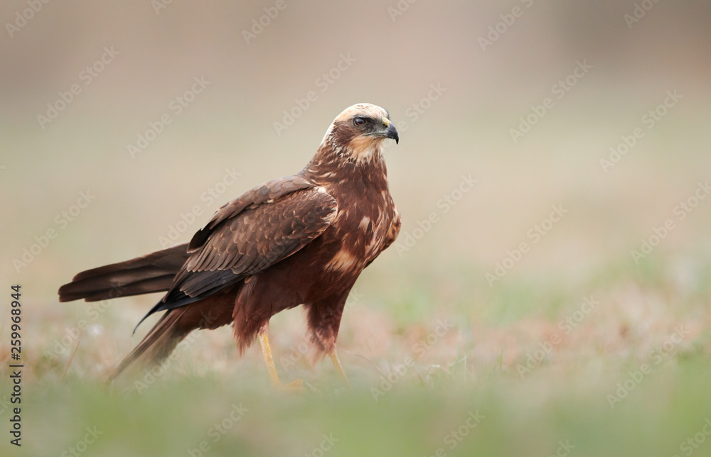 Marsh harrier (Circus aeruginosus) - female Marsh harrier (Circus aeruginosus) - female