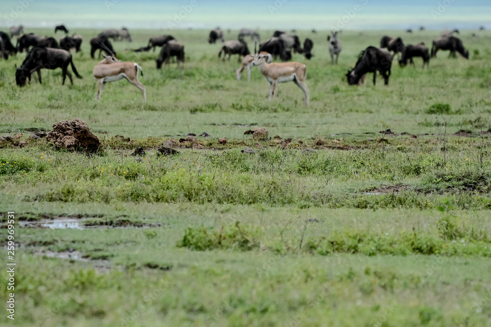 Wildebeest big migration in Ngorongoro in April Wildebeest big migration in Ngorongoro in April