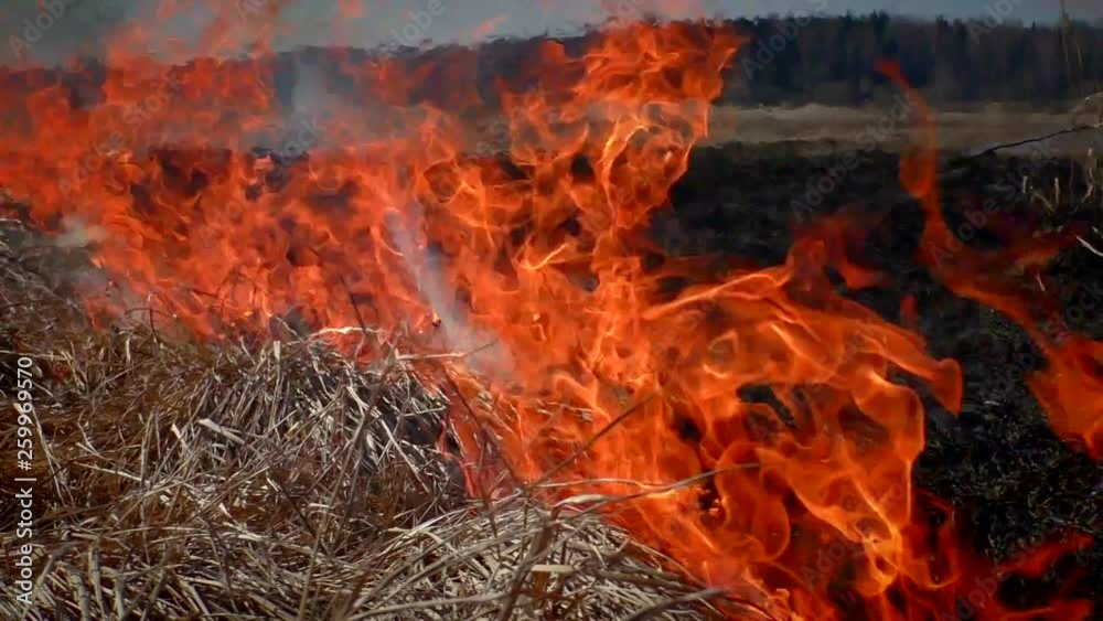 Fire in the forest nature. Flames devouring the grass and wood. Fire in the forest nature. Flames devouring the grass and wood.