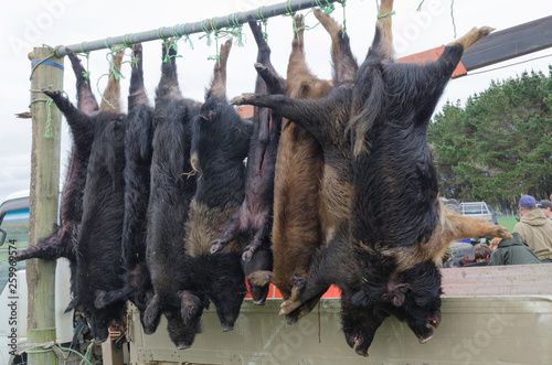 Entries in a wild, feral pig hunting competition in the Chatham Islands, New Zealand, hanging for the weigh-in and judging. photo