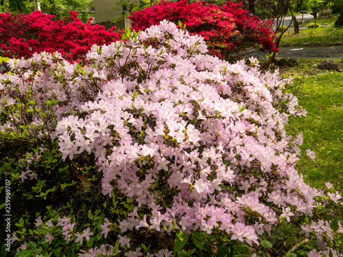 pale pink and red azaleas in full bloom in the spring