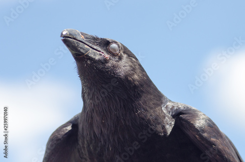 the head of a raven