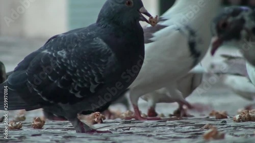 Street Pigions and popcorns 
