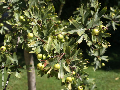 Crataegus azarolus Azarolier photo