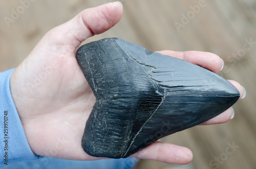 A large, fossilised megalodon shark tooth held in a woman's hand for scale.