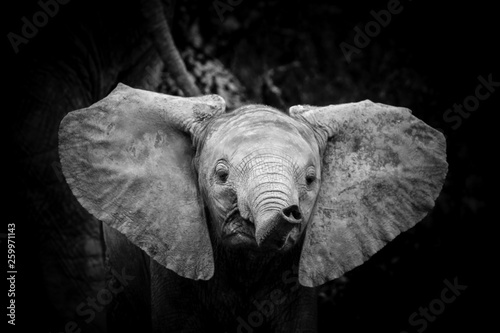 Baby elephant