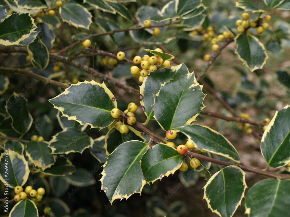 Ilex aquifolium Argentea Marginata-aou Ilex aquifolium Argentea Marginata-aou