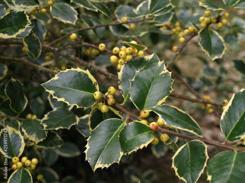 Ilex aquifolium Argentea Marginata-aou