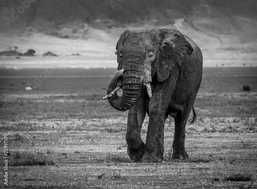 Elephant walking