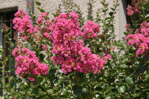 Lagerstroemia indica Lilas d Inde